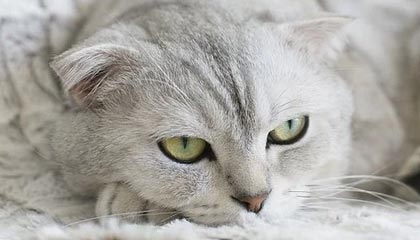 世预赛-马特塔破门古斯托两助攻 法国3-1阿塞拜疆